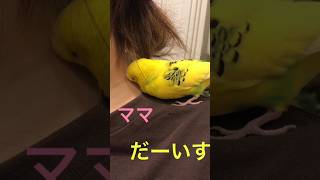 セキセイインコ　老鳥ココちゃん　上手なお喋り！