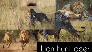 Lion Hunt Deer in Wild Life ( Wild Animals Life story) # Discovery#