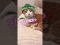 【cat】腹立つこはく　 shorts cat cats cute 猫動画 猫　 ねこ　 可愛い かわいい