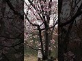 20240321 京都　桜　開花　吉田山 春は近くまで来ているようです！ 　 shorts