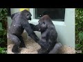 toronto zoo gorilla personalities