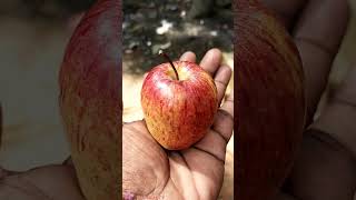 OC Apple..... அந்த ஓசி இல்ல😜/இந்த ஒன்ன வச்சி என்ன பன்னலாம்🤔🤣