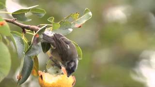 Mönchsgrasmücke - Blackcap - Sylvia atricapilla