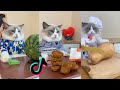 That Little Puff | Cats Make Food 😻 | Kitty God & Others | TikTok 2024 #1