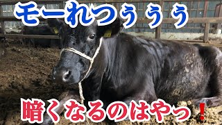 すぐ日が暮れる❗️夜の牛飼いYouTuber❓