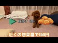 【三兄弟】顔が似すぎてて全く見分けがつかない犬【トイプードル】