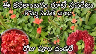 #కనకాంబరం ఈ #రకం ఒక్క #కొమ్మ పెడితే చాలు! #సీజన్ తో పనిలేదు #రోజు #పూలదండలే  #chinnariprapancham