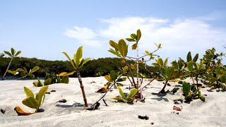 Wandering Sand dunes strangles mangroves in Baja California