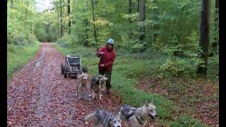 Schlittenhunde trainieren im Dodauer Forst für das erste Rennen der Saison