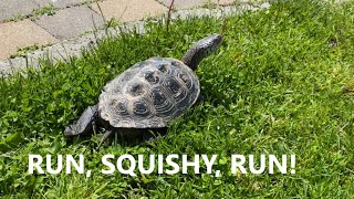 Introduction to Turtles