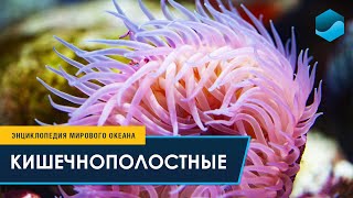 Кишечнополостные – Энциклопедия Мирового океана