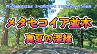 真夏のメタセコイア並木　3分間で深緑を見る