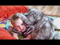 Cats Love Babies - PART 2