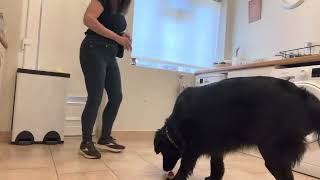 Scent work - Final Alert Response (Indication Behaviour) Kong