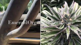 Emerald Organics Garden Tour