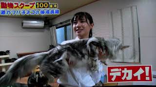 ①メインクーンキャッテリー東京オノクーン生後３日の赤ちゃん猫