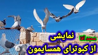 نمایشی از کبوترای همسایه عشق بازم داداش محمد