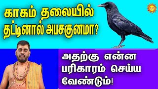 காகம் தலையில் தட்டினால் அபசகுனமா?அதற்கு என்ன பரிகாரம் செய்ய வேண்டும்! Why crow knock us on the head?