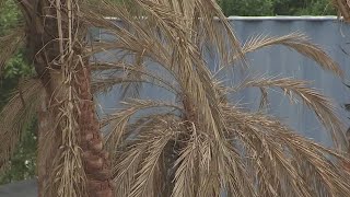 How to tell if your palm trees survived the big freeze