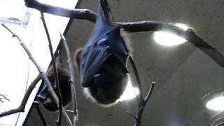 羽根を何度もたたみ直すオリイオオコウモリ。Ryukyu flying fox.