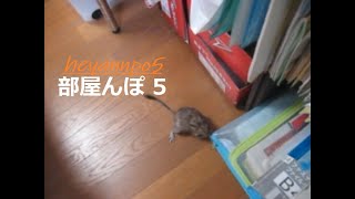 デグーのぽん 00024 部屋んぽ 5