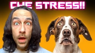 Il tuo CANE è STRESSATO?? | SINTOMI e RIMEDI