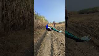 #Viral peacock in forest of# bangal tiger #attack in so beautiful and🦚 peacock in# forest🌲