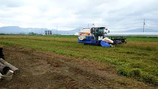 農業　2019年7月30日　カメリナの収穫　コンバイン　北海道北斗市　日本初のカメリナの動画