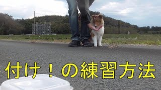 【可愛いシェルティ】いちごちゃん付けの練習開始