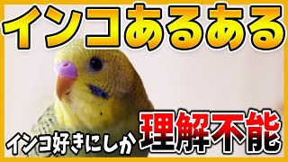 【インコ好きにしか理解できないあるある】~コザクラインコ・セキセイインコ~Budgerigar