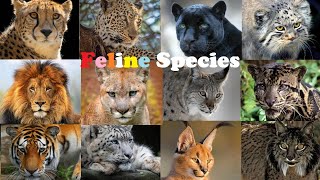 All Wild Cat Species || All Species Of Cat Family(Felidae)