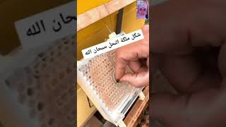 شكل ملكة النحل (سبحان الله الخالق)🐝