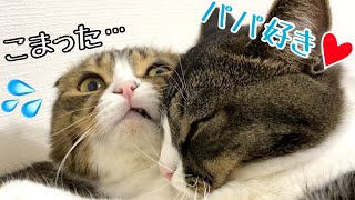 息子猫からの愛が重すぎて困っているパパ猫の表情が面白ろ可愛い！