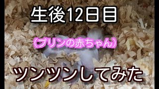 生後１２日目　触ってみました（ロボロフスキーハムスター）（プリン）