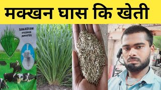 मक्खन घास कि खेती ! Ryegrass ! makkhan ghas kaise lagaye! hara Chara !