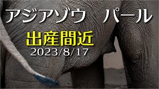 今日のパール【出産間近】2023/8/17　#円山動物園 #アジアゾウ