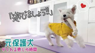 【元保護犬】苦手なことも頑張るマルチーズ！とある日！♯080