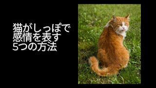 猫がしっぽで感情を表す5つの方法