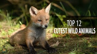 TOP 12 CUTEST WILD ANIMALS