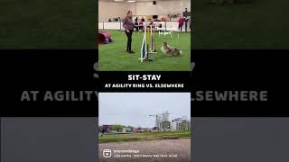 My Shetland Sheepdog's sit \u0026 stay at agility vs everywhere else!