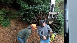 Pulling out Bushes and Dropping Trees
