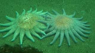 Estrelas do Mar se movendo - Seattle Aquarium