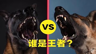 德国牧羊犬VS比利时玛利诺犬, 谁才是真正的王者？三个回合，一决胜负