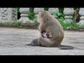 baby monkey tessa learn to walk with mama teva so cute