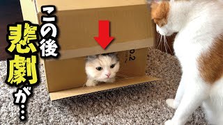 ダンボールから顔を出した猫のコントのような結末がこちら 【関西弁でしゃべる猫】【猫アテレコ】