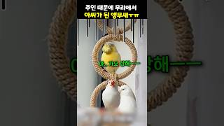 주인 때문에 무리에서 아싸가 된 앵무새