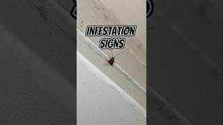 Saw ONE German Roach? You're Already Infested. Here's Why.