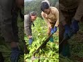 women in the field cutting vegetables