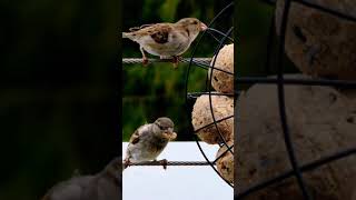 Sparrow Birds #shorts