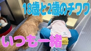 【癒し】18歳の病気の老犬に優しく寄り添うチワワ